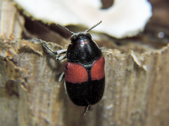 Megalostomis pyropyga