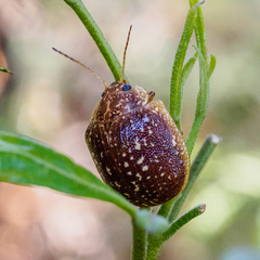 Paropsis tasmanica