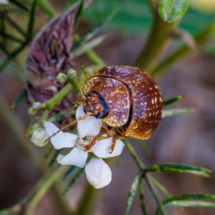 Paropsis tasmanica
