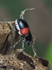 Megalostomis pyropyga