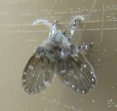 Unknown species found near University Services Bldg, College Station, Brazos Co, TX, USA