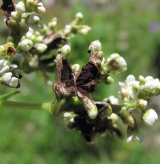 Microbotryum bosniacum