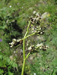 Microbotryum bosniacum