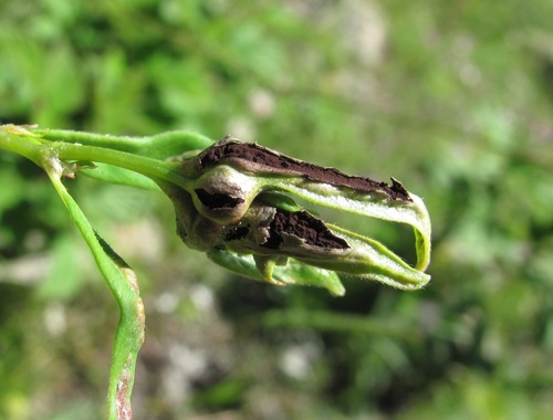 Microbotryum bosniacum