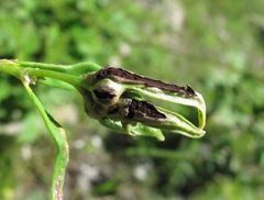 Microbotryum bosniacum