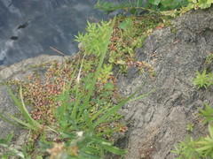 Epilobium nerteroides