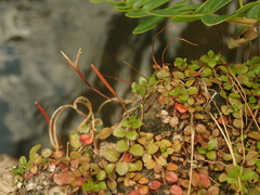 Epilobium nerteroides
