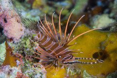 Pterois antennata