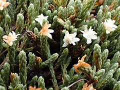 Kelleria villosa villosa