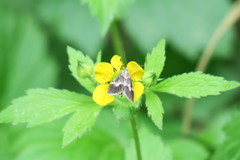 Udea hamalis