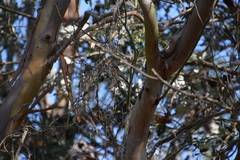 Myiagra rubecula
