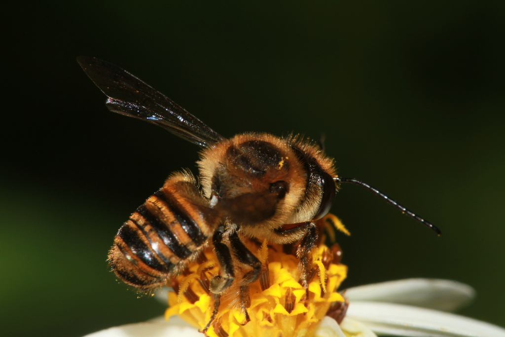 Megachile rufoscopacaea