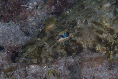 Cymbacephalus beauforti