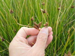Bolboschoenus caldwellii