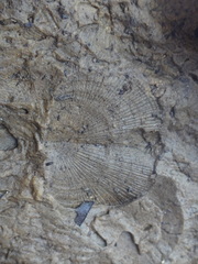 Strophomenata