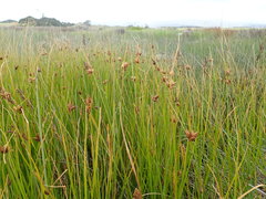 Bolboschoenus caldwellii