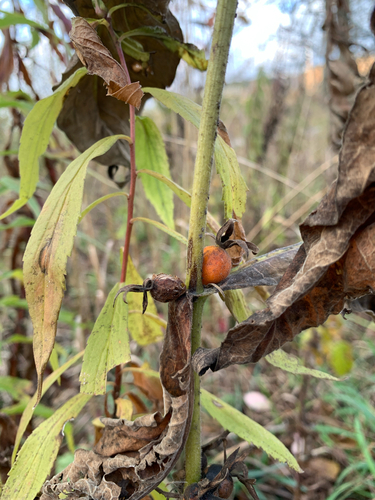 Orange-fruited Horse Gentian (Triosteum aurantiacum)
