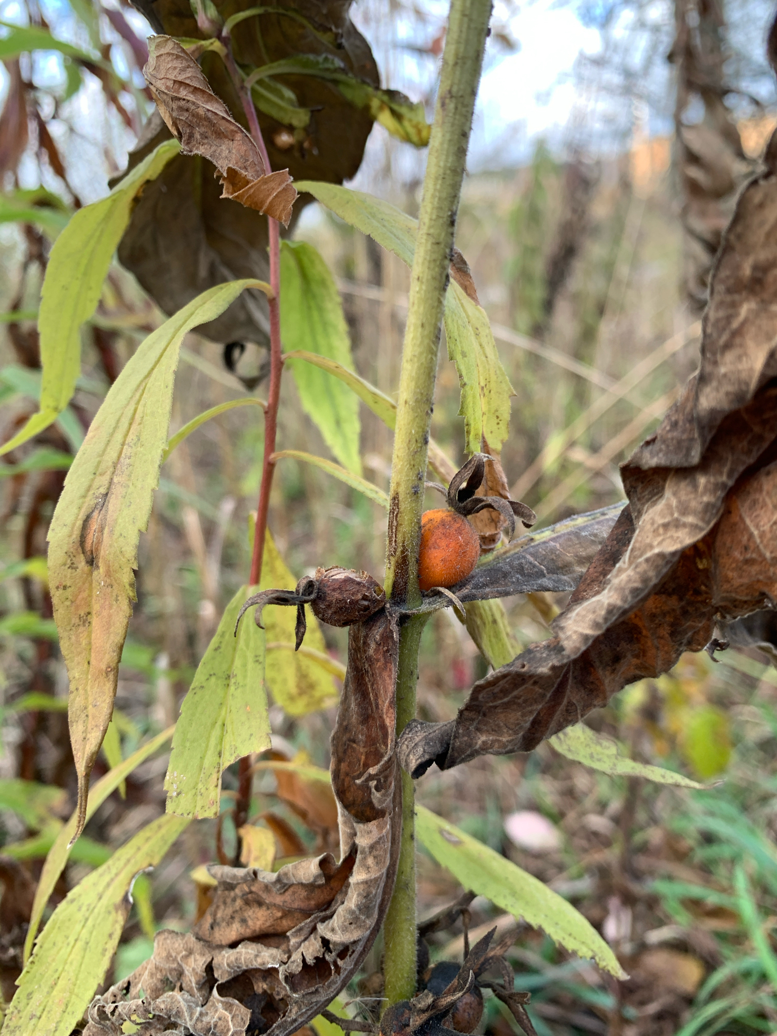Orange-Fruited Horse Gentian (Triosteum aurantiacum)