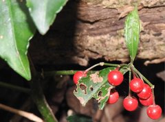 Ardisia crenata