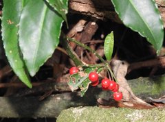 Ardisia crenata