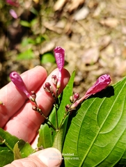 Strobilanthes hamiltoniana, photograph (c) Karim Haddad, some rights reserved (CC BY)