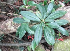 Ardisia crenata