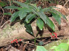 Ardisia crenata