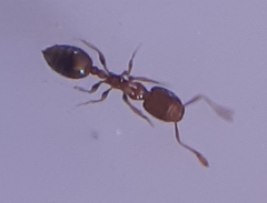 Monomorium torvicte