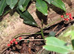 Ardisia crenata
