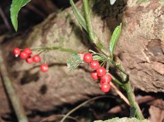 Ardisia crenata