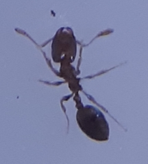 Monomorium torvicte