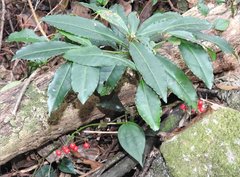 Ardisia crenata