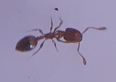 Monomorium torvicte