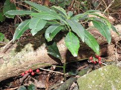 Ardisia crenata