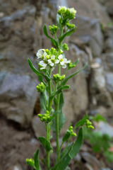 Draba breweri cana