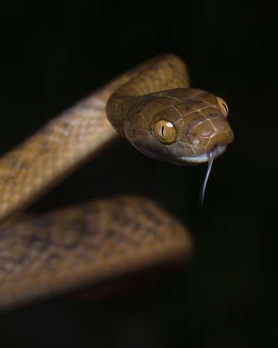 Brown Tree Snake sighting