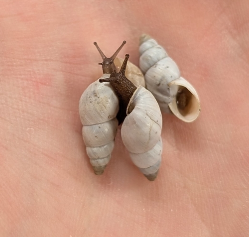 Naesiotus durangoanus