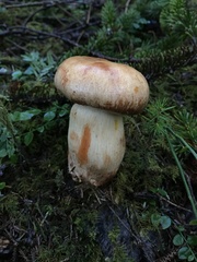 Cortinarius rubicundulus