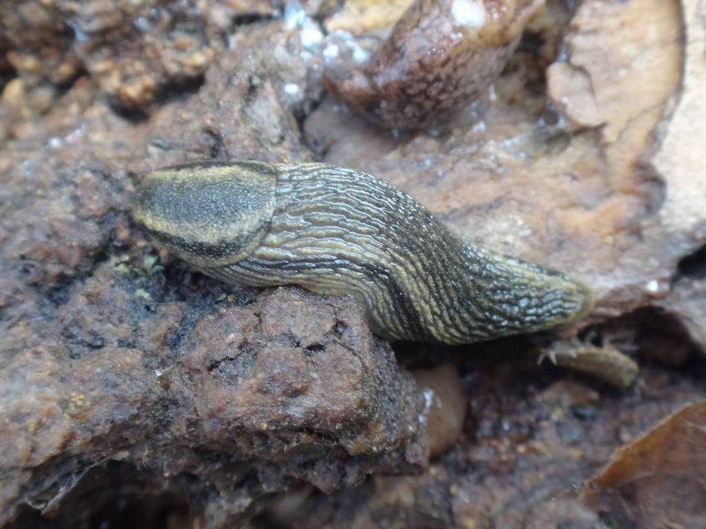 Disappearing Soil Slug