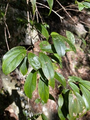Viburnum integrifolium