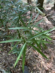 Podocarpus fasciculus