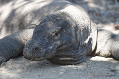 Varanus komodoensis