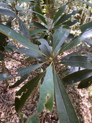 Rhododendron formosanum