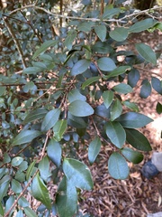 Syzygium elliptifolium