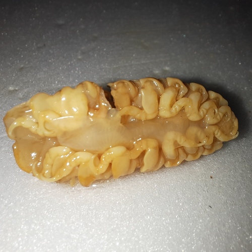 Cymothoa exigua observed 2025-11-23