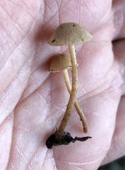 Tubariaceae