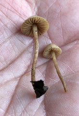 Tubariaceae