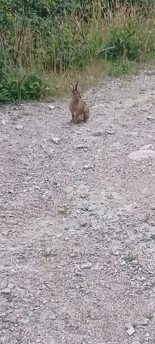 Snowshoe Hare