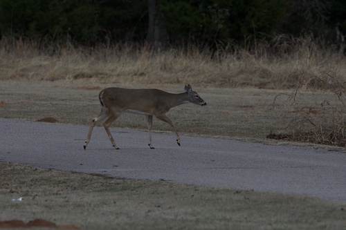 White-tailed Deer photographed in Oklahoma