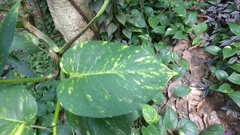 Epipremnum aureum